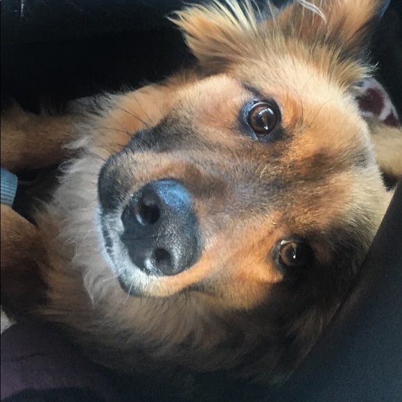 Meet your Posher, Taylor ann - Picture 2 of 6